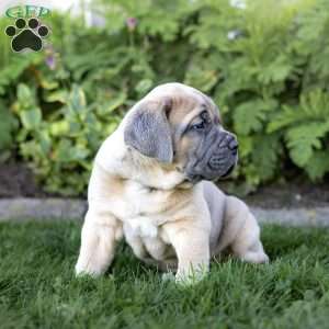 Iron, Cane Corso Puppy